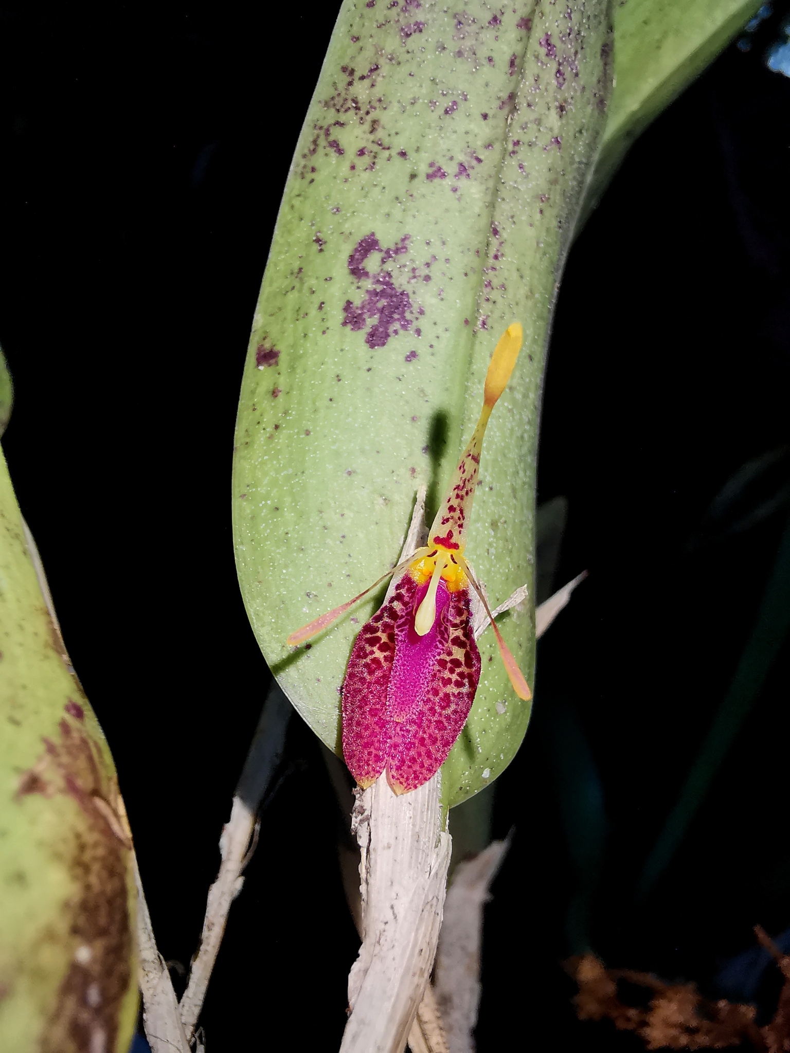 Restrepia muscifera 